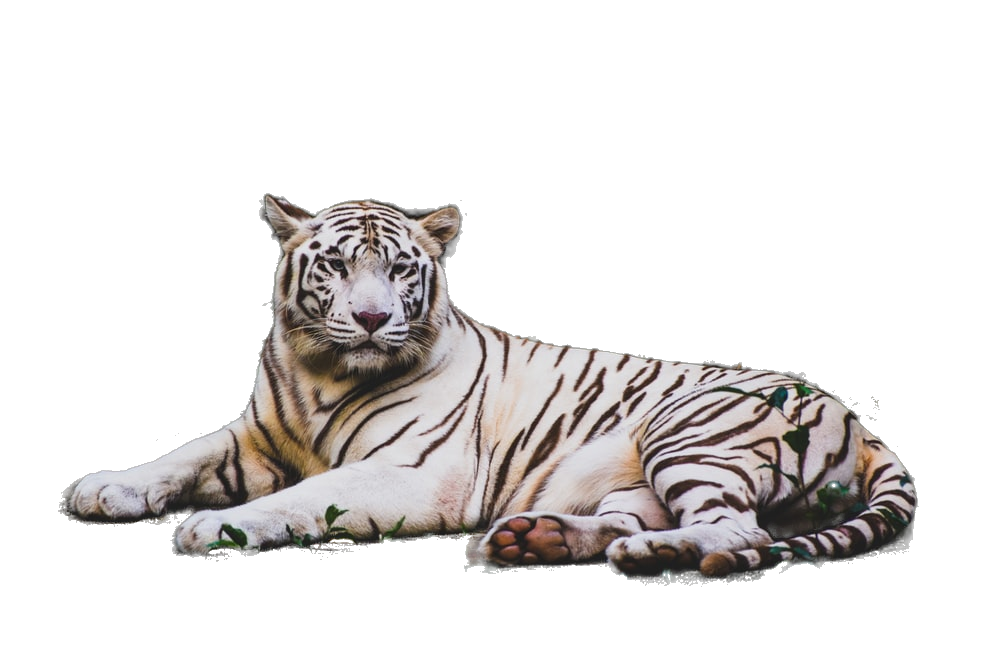 lucataco/removebg Run with an API on Replicate